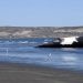 Algas tóxicas causaron la muerte de 30 ballenas en Argentina