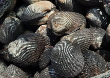 Buscan repoblar de moluscos la bahía de La Unión