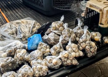 Decomisan más de 400 huevos de tortuga en San Miguel
