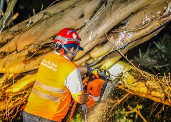 Protección Civil invita a la población a reportar árboles que representen un peligro