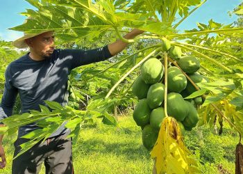 Julio Cerritos, el futbolista que también cultiva papayas
