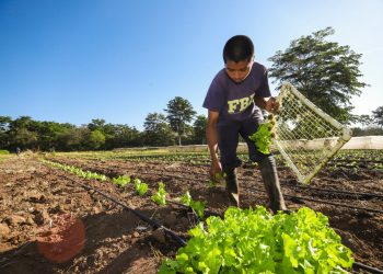 BFA destinó $84.8 millones en créditos agrícolas
