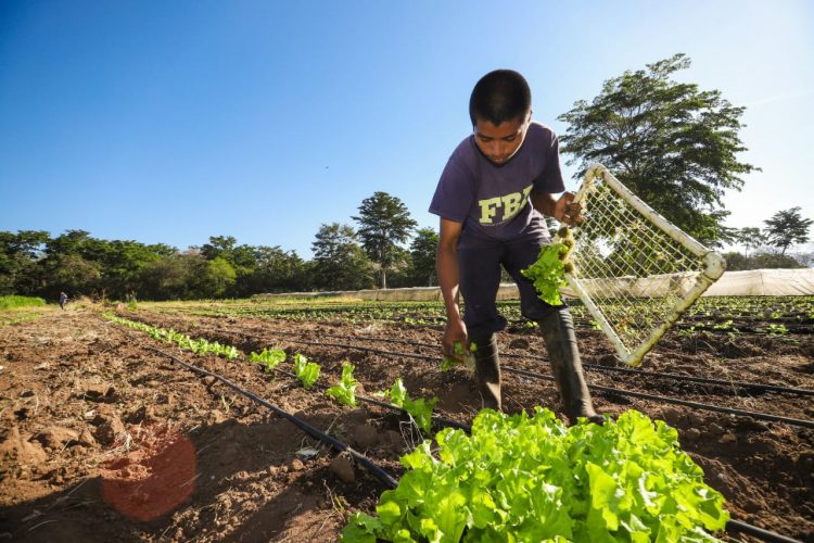 Los productores nacionales obtienen créditos subsidiados del BFA para sus cosechas.