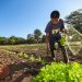 BFA destinó $84.8 millones en créditos agrícolas