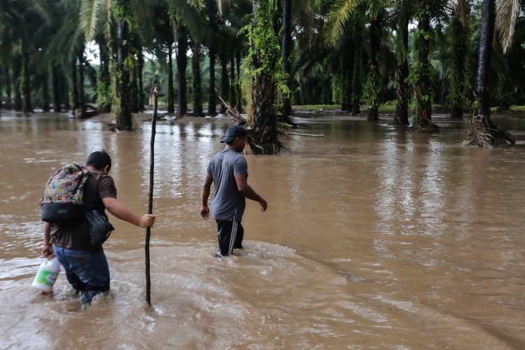 Hombres caminan por un área inundada en una plantación de palma africana en los antiguos campos de banano del municipio de El Progreso, departamento de Yoro, Honduras, luego del desbordamiento del río Ulúa. Foto AFP.