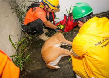 Protección Civil rescata a un venado en la Cima, San Salvador