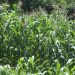 Gobierno de El Salvador destina $27 millones para la recuperación del sector agrícola
