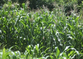Gobierno de El Salvador garantiza producción y abastecimiento de maíz