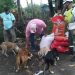 Llevan alimentos a animales que no pudieron ser evacuados en Puerto Parada, Usulután