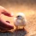 Gobierno de El Salvador garantiza la calidad en la producción de aves y huevos