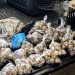 Decomisan más de 400 huevos de tortuga en San Miguel