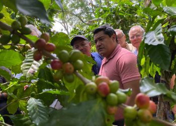 Gobierno de El Salvador protegerá más de 60,000 manzanas de cultivos de café