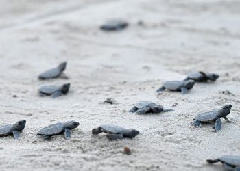 Liberan más de 6,000 crías de tortugas en Perú para repoblar la Amazonía