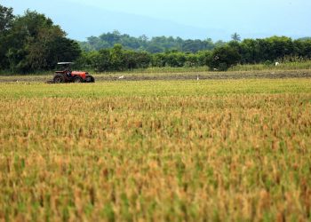 Gobierno de El Salvador ejecuta acciones para rescatar la producción agrícola
