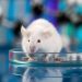 Células cerebrales humanas implantadas en ratas para estudiar enfermedades psiquiátricas