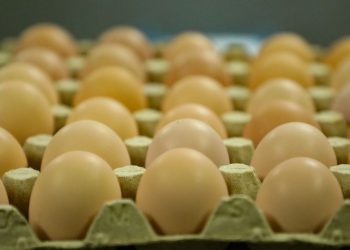 Gobierno de El Salvador garantiza la calidad en la producción de aves y huevos