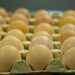 Gobierno de El Salvador garantiza la calidad en la producción de aves y huevos
