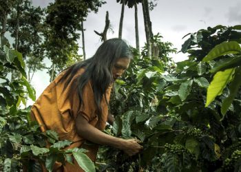 Estudio sugiere protección de la Amazonía por sus poblaciones indígenas y afrodescendientes