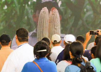 El Salvador buscará ser autosuficiente con el aumento de la producción de maíz en un 30%