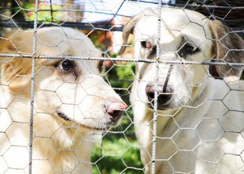 Pana, el perrito que no abandonó a su amigo atropellado hasta que recibió atención