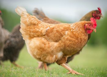 Inglaterra impone el confinamiento de las aves por la gripe aviar