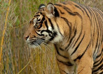 Capturan en India un tigre incriminado en 13 muertes
