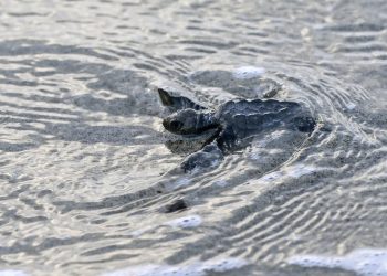 Chame, la playa de Panamá entre la conservación y el tráfico de tortugas