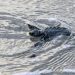 Chame, la playa de Panamá entre la conservación y el tráfico de tortugas