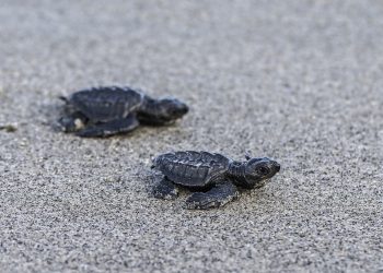 Cumbre de especies amenazadas debate medidas para salvar a tortugas y ranas de cristal