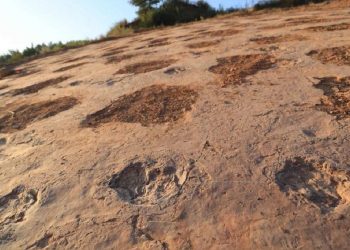 Encuentran más de 20 fósiles de huellas de tortugas en este de China