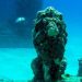 Un sepulcro marino en Miami ofrece un hábitat seguro para la fauna acuática