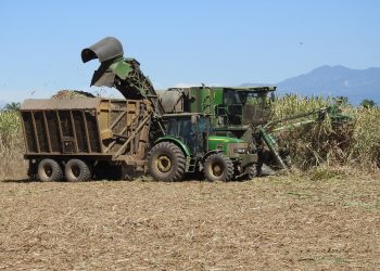 El Salvador prevé producir 800,000 toneladas métricas de azúcar en la nueva zafra