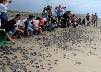 Liberaron 1,000 tortugas en la playa los Negros de San Vicente