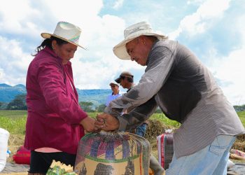 Arroceros incrementarán cosecha con variedades del Centa
