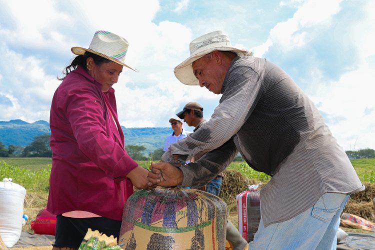 Productores de El Triunfo, Usulután, incrementarán sus cosechas de arroz con variedades del Centa.