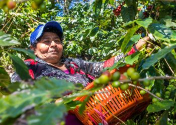 Gobierno de El Salvador inicia entrega fungicidas a cafetaleros con hasta 25 manzanas