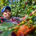 Gobierno de El Salvador inicia entrega fungicidas a cafetaleros con hasta 25 manzanas