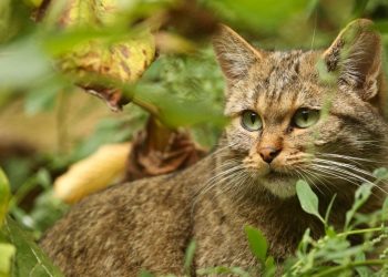 La lucha para evitar la extinción del lince de los Balcanes