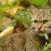 La lucha para evitar la extinción del lince de los Balcanes