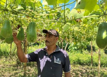 Agricultores han mejorado sus cultivos con productos orgánicos