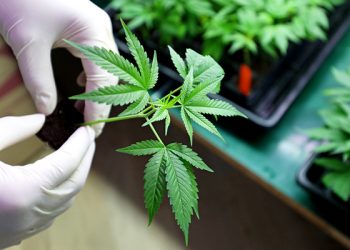 Empresa emergente de cannabis medicinal debuta en la bolsa de Fráncfort