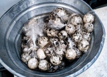 Realizan inspección para evitar comercialización de huevos de tortuga en El Salvador
