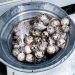 Realizan inspección para evitar comercialización de huevos de tortuga en El Salvador