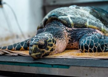 Autoridades atienden a tortuga marina encontrada en playa Metalío