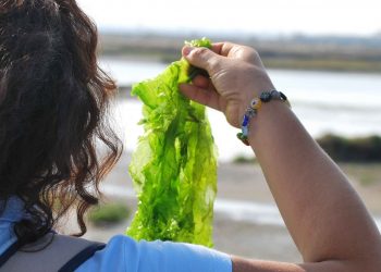 Los envases de algas, una alternativa ecológica al plástico