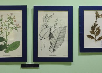 El tesoro botánico de Mutis en litografías