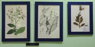 El tesoro botánico de Mutis en litografías