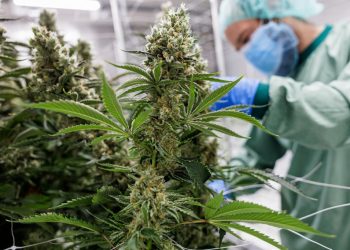 El cannabis alemán, impaciente por crecer