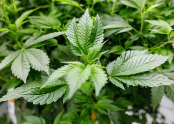 El cannabis alemán, impaciente por crecer