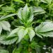 El cannabis alemán, impaciente por crecer